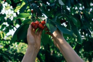 Hand picking a bunch of cherries from a tree