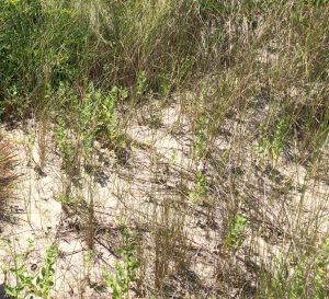 Photo of a sand dune supporting a small amount of vegetation
