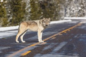 Photo of a grey wolf standing in the middle of a paved road.