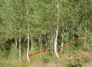 Photo of forest of white trees with curved trunks; red arrows point to some of the curves.