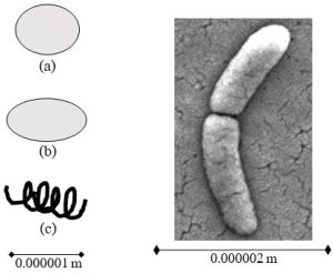 Two figures showing greatly magnified bacterial cells. The first is a sketch illustrating three common shapes, the second is an image taken with an electron microscope.