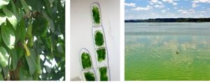Three photos of different primary producers; importantly, they are all green.