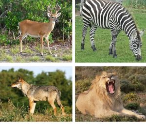 Four photos of large land-based animals.
