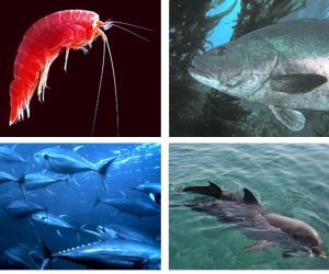 Four photos of organisms that live in the ocean
