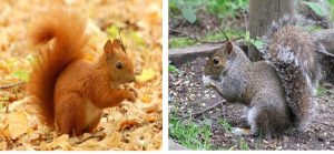 Two photos of squirrels: one is red, the other is grey.