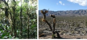 Two photos of natural ecosystems: left, lush forest right, stark desert.