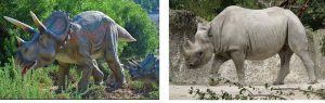 Two photos. A model of an extinct dinosaur and a modern-day rhinoceros. The two are very similar in form despite their genetic differences.