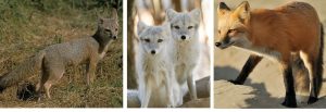 Three photos of different fox species: grey, white, and red but otherwise very similar in appearance.