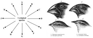 Two-panel diagram: left, a wheel-shaped model of adaptive radiation; right diagrams of four finches that are closely related.
