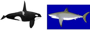 Two diagrams: a killer whale (orca) and a great white shark.