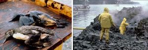 Two photos. Left, birds coated in black oil; right, two people in yellow raincoats cleaning rocky beach covered with oil.