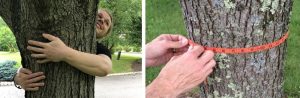 Two photos of trees. One is being hugged, the other is being measured.
