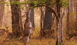 Photo of a deer eating leaves off a tree.