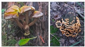 Two photos of fungi growing on trees.