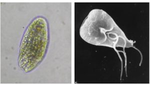 Two photos of protozoa in water.
