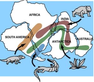 Map view of five continents fit together showing ranges of fossils.