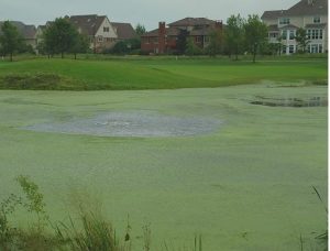 A photograph showing extreme eutrophication of a pond; the surface is covered with green slime.