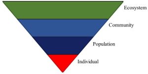 An inverted triangle divided into layers by color; it illustrates one view of the hierarchy of ecology.