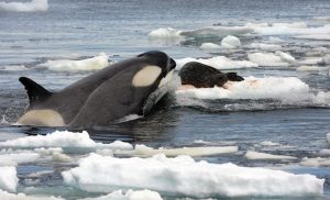 Photo of a killer whale next to a seal.