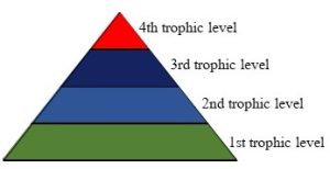 Pyramid divided into layers of different colors showing decrease in biomass with higher trophic levels.