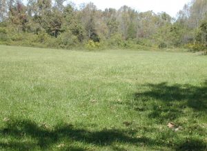 Photo of a grassy field