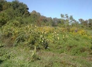 Photo of milkweed and small trees in an otherwise grassy field.