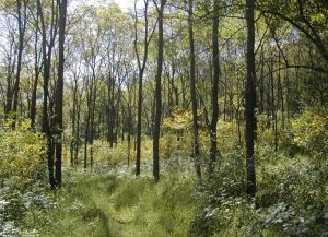 Photo of medium-sized trees; relatively less space is occupied by grasses than seen in figure 5.24