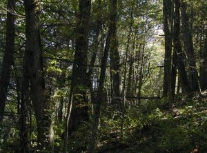Photo of a shady forest characterized by tall trees