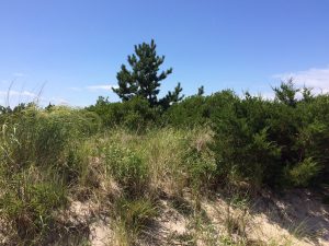 Photo of a sand dune supporting growth of shrubs and small trees