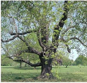 Photo of large tree in grassy field--no other trees grow near it