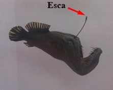 Photo of an angler fish with an arrow pointing to its esca, a thin tube that protrudes from its head.
