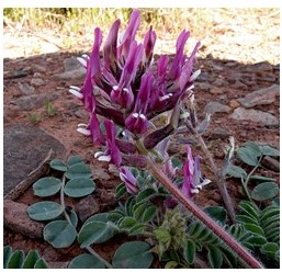 Photo of a purple plant in brown soil.