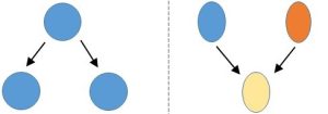 Simple circles and arrows demonstrating the fundamental difference between sexual and asexual reproduction