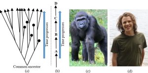 A four-paneled diagram. Left, a branching model that represents that current theory of evolution next to a single-chain model that represents an incorrect model of the theory. There are also photos of a gorilla and a human.