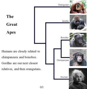 Photos of four apes and one human; pictures are connected by lines to show their genetic relatedness.