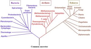 Branching diagram of lines connecting many named species