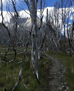 Photo of dead trees
