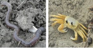Two photos: an earthworm in soil and a small yellow crab on sand