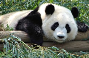 Photo of a giant panda