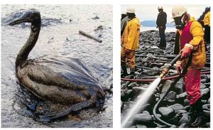 Two photos of the aftermath of a marine oil spill: a bird coated with oil, and human workers cleaning an oil-coated beach.