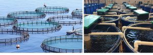 Two photos: left, wire corrals in the ocean for fish farming; right, round, open tanks of water in which farmed fish are grown.
