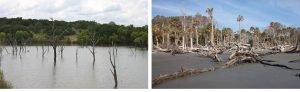 Two photos: left, trees in standing water; right, dead trees after water has receded.