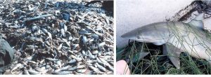 Two photos. Left: a pile of many dead organisms on the deck of a ship. Right: A shark tangled in a net.