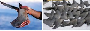 Two photos. Left: a human hand holding a bloody shark fin. Right: many shark fins drying in the sun.