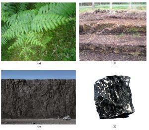 Four photos showing various stages of coal formation: a living fern, peat moss, a large mountain of coal (with a relatively tiny vehicle for scale) and a close up of a single coal rock.