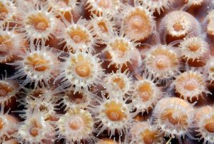 Photo of several flower-like coral polyps