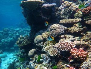 Photo of a rocky-looking coral reef under water