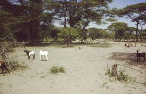Photo of goats in a sandy field.