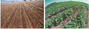 Two photos: left, plowed field; right, crops planted on top of remains of previous crops in unplowed field.