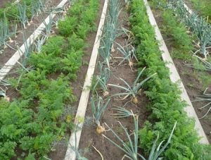 A photograph of several rows of different crops growing side by side